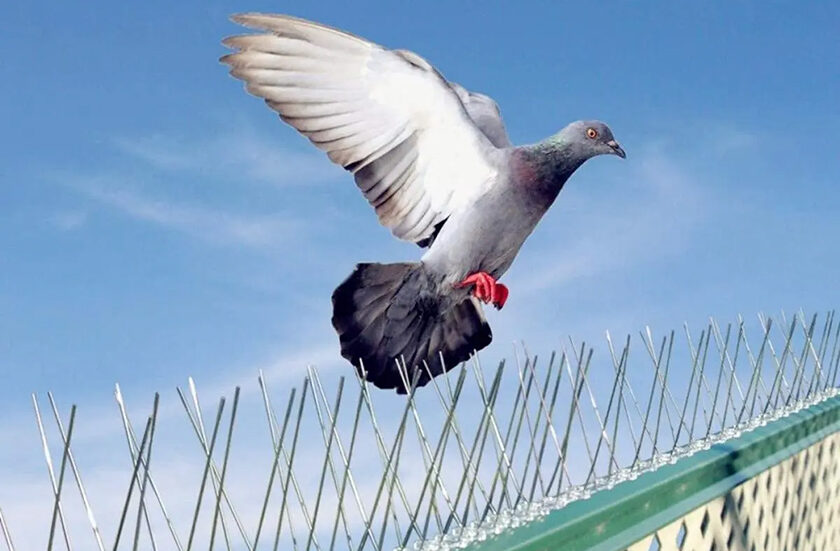 Dépigeonnage ALGERIE