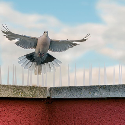 Dépigeonnage CONSTANTINE ALGERIE